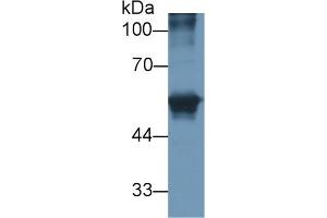 CEACAM1 antibody