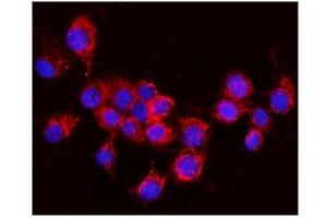 IF analysis of AIF using anti-AIF antibody (ABIN3043779).