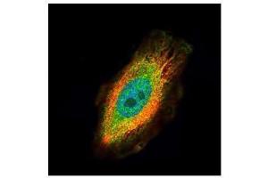 ICC/IF Image Confocal immunofluorescence analysis (Olympus FV10i) of paraformaldehyde-fixed HeLa, using TRIM27, antibody (Green) at 1:500 dilution. (TRIM27 antibody)