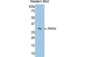 Detection of Recombinant PRDX4, Mouse using Polyclonal Antibody to Peroxiredoxin 4 (PRDX4) (Peroxiredoxin 4 antibody  (AA 14-258))