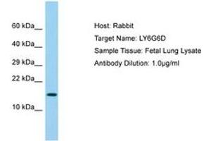 Image no. 1 for anti-Lymphocyte Antigen 6 Complex, Locus G6D (LY6G6D) (AA 14-63) antibody (ABIN6750057)