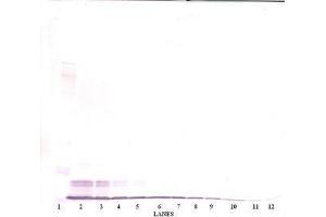 Image no. 3 for anti-Chemokine (C-C Motif) Ligand 4 (CCL4) antibody (ABIN465382) (CCL4 antibody)