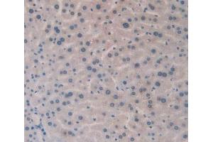 IHC-P analysis of Mouse Liver Tissue, with DAB staining. (HLA-DRB1 antibody  (AA 27-264))