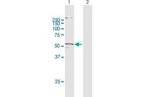 Western Blot analysis of SLC2A5 expression in transfected 293T cell line by SLC2A5 MaxPab polyclonal antibody. (SLC2A5 antibody  (AA 1-501))