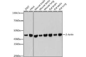 Western blot analysis of extracts of various cell lines, using β-Actin antibody (ABIN7265395) at 1:50000 dilution. (beta Actin antibody)