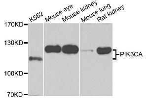 Western blot analysis of extracts of various cell lines, using PIK3CA antibody. (PIK3CA antibody  (AA 401-600))