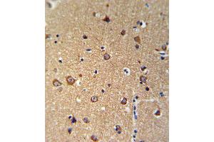 ANKH Antibody IHC analysis in formalin fixed and paraffin embedded brain tissue followed by peroxidase conjugation of the secondary antibody and DAB staining. (ANKH antibody  (C-Term))
