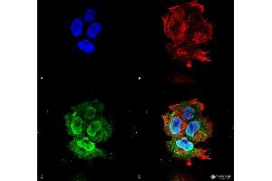 Immunocytochemistry/Immunofluorescence analysis using Mouse Anti-Synaptotagmin-7 Monoclonal Antibody, Clone S275-14 . (SYT7 antibody  (AA 150-239))