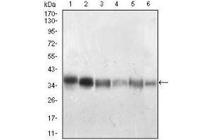 Western blot analysis using PPP1CB mouse mAb against Jurkat (1), A431 (2), Hela (3), HepG2 (4), HEK293 (5), MCF-7 (6) cell lysate.