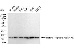 Western blotting analysis using Histone H3 (mono methyl K9) antibody (ABIN7798962).