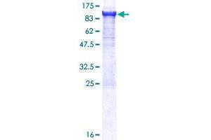 CPSF3 Protein (AA 1-684) (GST tag)