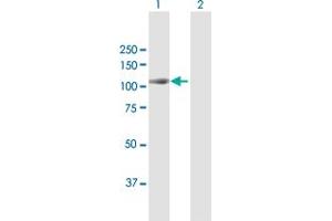 Western Blot analysis of MAP4K2 expression in transfected 293T cell line by MAP4K2 MaxPab polyclonal antibody. (MAP4K2 antibody  (AA 1-820))