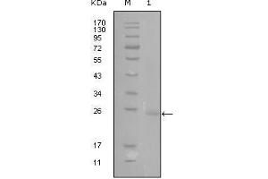 Western blot analysis using GATA3 mouse mAb against truncated GATA3-His recombinant protein (1).