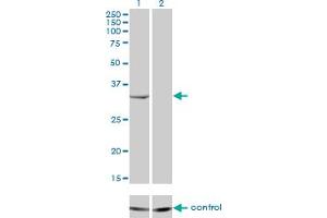 Western blot analysis of RNASEH2A over-expressed 293 cell line, cotransfected with RNASEH2A Validated Chimera RNAi (Lane 2) or non-transfected control (Lane 1). (RNASEH2A antibody  (AA 1-299))