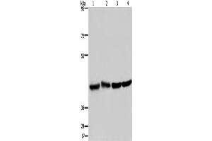 Western Blotting (WB) image for anti-Developmentally Regulated GTP Binding Protein 1 (DRG1) antibody (ABIN2423329)