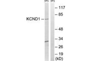 Western blot analysis of extracts from NIH-3T3 cells, using KCND1 Antibody.