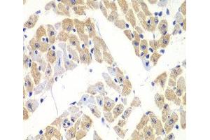 Immunohistochemistry of paraffin-embedded Mouse heart using ELF3 Polyclonal Antibody at dilution of 1:100 (40x lens). (ELF3 antibody)