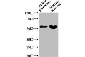 Western Blot Positive WB detected in: Apium graveolens leaf tissue, Spinacia oleracea leaf tissue All lanes: CAT1 antibody at 1:1000 Secondary Goat polyclonal to rabbit IgG at 1/50000 dilution Predicted band size: 57 kDa Observed band size: 57 kDa