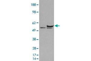 HEK293 overexpressing human DDX6 and probed with DDX6 polyclonal antibody  (mock transfection in first lane), tested by Origene. (DDX6 antibody)