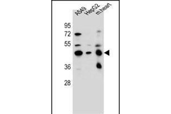 LRRC28 antibody  (C-Term)