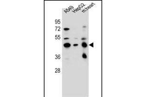 LRRC28 Antibody (C-term) (ABIN656459 and ABIN2845743) western blot analysis in A549,HepG2 cell line and mouse heart tissue lysates (35 μg/lane). (LRRC28 antibody  (C-Term))