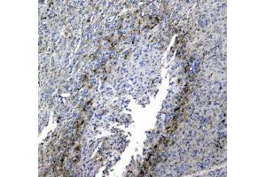 IHC testing of FFPE rat brain tissue with SYT1 antibody at 1ug/ml. (SYT1 antibody)