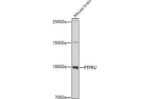 Western blot analysis of extracts of Mouse brain cells, using PTPRU antibody  at 1:1000 dilution.
