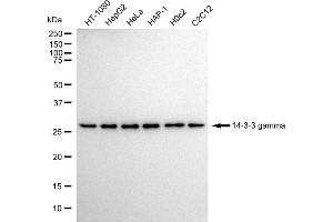 Western blotting analysis using 14-3-3 gamma antibody (ABIN7797411).
