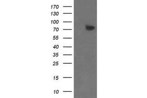Image no. 1 for anti-Zinc Finger, BED-Type Containing 1 (ZBED1) antibody (ABIN1501795) (ZBED1 antibody)