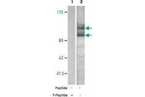 Western blot analysis of extract from mouse brain tissue, using APP (phospho T668) polyclonal antibody . (APP antibody  (pThr668))