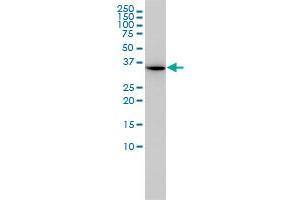 AIDA antibody  (AA 1-306)