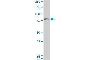 SP1 monoclonal antibody (M09), clone 3H7. (SP1 antibody  (AA 522-618))