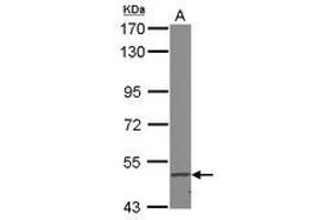 Image no. 2 for anti-Fatty Acid Desaturase 1 (FADS1) (AA 247-444) antibody (ABIN1498179) (FADS1 antibody  (AA 247-444))