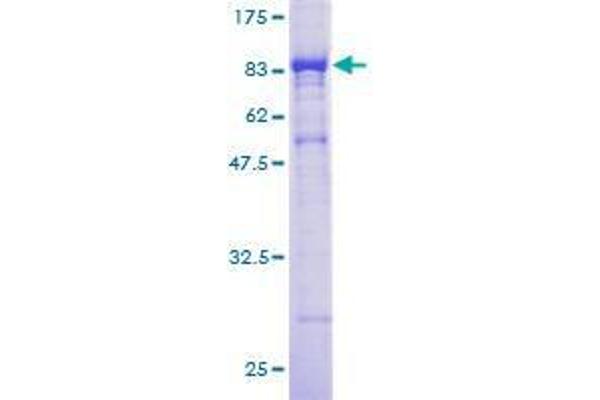 CORO1B Protein (AA 1-489) (GST tag)