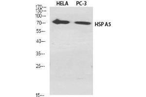 Western Blot (WB) analysis of specific cells using HSP A5 Polyclonal Antibody. (GRP78 antibody  (C-Term))