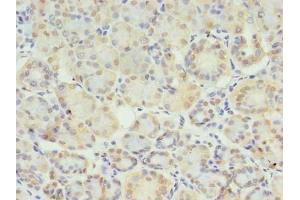 Immunohistochemistry of paraffin-embedded human pancreatic tissue using ABIN7171221 at dilution of 1:100 (STX1A antibody  (AA 2-228))