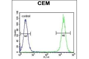 DUOX2 Antibody (Center) (ABIN655174 and ABIN2844792) flow cytometric analysis of CEM cells (right histogram) compared to a negative control cell (left histogram).