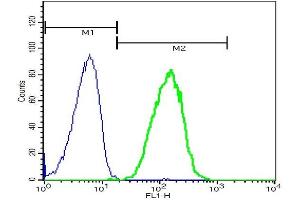 DYNC1I1 antibody  (AA 1-100)