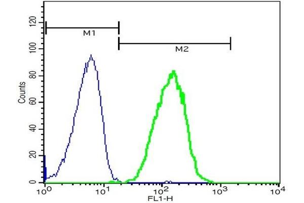DYNC1I1 antibody  (AA 1-100)