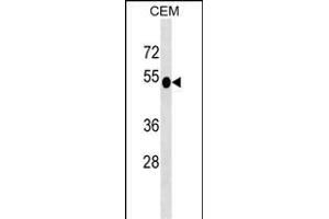 DUSP6 Antibody (N-term) (ABIN1539487 and ABIN2849153) western blot analysis in CEM cell line lysates (35 μg/lane). (DUSP6 antibody  (N-Term))