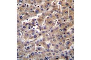 Immunohistochemistry (Paraffin-embedded Sections) (IHC (p)) image for anti-Glucuronidase, beta (GUSB) (AA 514-544), (C-Term) antibody (ABIN950655)