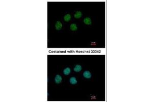 ICC/IF Image Immunofluorescence analysis of methanol-fixed H1299, using COBRA1, antibody at 1:500 dilution. (COBRA1 antibody  (Center))