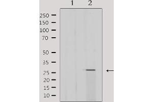 Western blot analysis of extracts from 293, using MRPL16 Antibody. (MRPL16 antibody  (Internal Region))