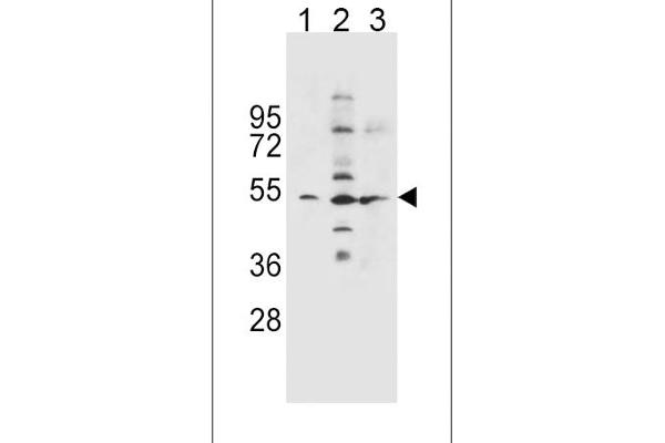 SLC36A1 抗体  (N-Term)