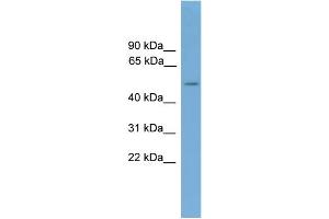 WB Suggested Anti-CADM3 Antibody Titration:  0. (CADM3 antibody  (Middle Region))