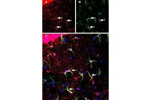 Expression of monocarboxylate transporter 1 in mouse hippocampus - Immunohistochemical staining of immersion-fixed, free floating mouse brain frozen sections using Anti-MCT1 (SLC16A1) (extracellular) Antibody (ABIN7043676, ABIN7044614 and ABIN7044615), (1:200), followed by goat-anti-rabbit-Cy3. (SLC16A1 antibody  (6th Extracellular Loop))