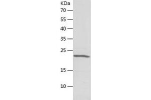 CBX5 Protein (AA 1-191) (His tag)