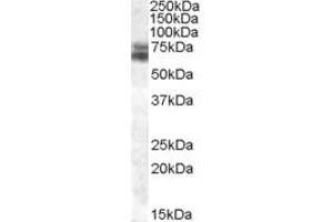 ABIN335124 (0. (ARNTL antibody  (Internal Region))