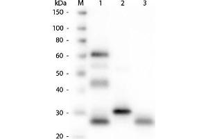 Western Blot of Anti-Chicken IgG (H&L) (GOAT) Antibody. (Goat anti-Chicken IgG Antibody (DyLight 549) - Preadsorbed)