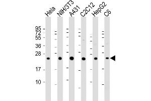 All lanes : Anti-RAB7 Antibody (C-term) at 1:2000 dilution Lane 1: Hela whole cell lysate Lane 2: NIH/3T3 whole cell lysate Lane 3: A431 whole cell lysate Lane 4: C2C12 whole cell lysate Lane 5: HepG2 whole cell lysate Lane 6: C6 whole cell lysate Lysates/proteins at 20 μg per lane. (RAB7A antibody  (C-Term))